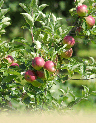 pfel aus unserem Garten schmecken ganz besonders lecker