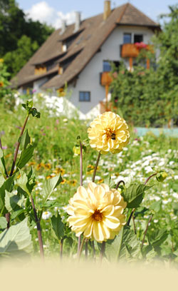 Die Blumenwiese vor unserem Haus