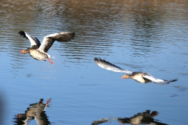 Naturlehrpfad Billafingen